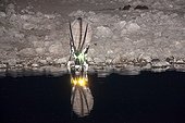 Gemsbok at the water hole at night - Etosha Namibia 