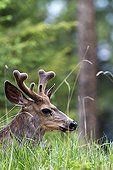 Portrait of White-tailed deer in the grass - Jasper Canada
