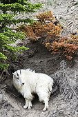 Rocky Mountain goat on cliff - Jasper Canada