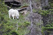 Rocky Mountain goat grazing - Jasper Canada