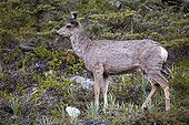 White-tailed deer - Jasper Canada 