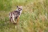 Coyote in grass - Jasper Canada 