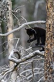 Young Black Bear in the woods - Jasper Canada