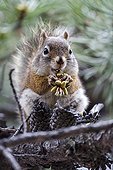 American Red Squirrel eating cones - Jasper Canada