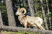 Bighorn Sheep near the forest - Banff Canada 