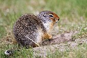 Columbian ground squirrel on grass - Banff Canada 