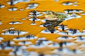 Perez's frog in water at dusk - Aragon Spain