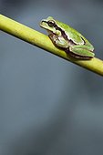 European tree frog on stem - Alcudia Valley Spain 