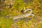 Pyrenean brook salamander on bank - Ordesa Spain