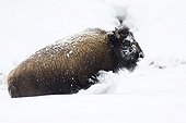 American Bison in the snow - Yellowstone USA