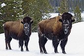 American Bisons in the snow - Yellowstone USA