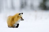 Red Fox walking in the snow - Yellowstone USA