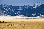 Pronghorns on the Prairie - Grand Teton USA