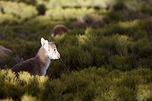 Young Spanish ibex on bush - Guadarrama Spain