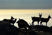 Spanish Ibex at dusk - Guadarrama Spain 