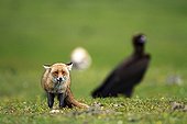 Red fox and Vulture - Sierra Madrona Spain