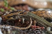 Coronelle Gironde eating a lizard - Aragon Spain