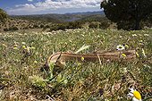 Ladder Snake crawling - Valley of Alcudia Spain