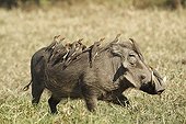 Warthog and Red-billed Oxpeckers - Kruger South Africa