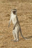 Green monkey standing in the savannah - Kruger South Africa