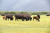 Wood bisons and calves grazing -  Alaska USA ; Alaska Wildlife Conservation Center - AWCC
