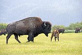 Wood bison and calf in grass -  Alaska USA ; Alaska Wildlife Conservation Center - AWCC