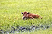 Wood bison calf lying in grass - Alaska USA ; Alaska Wildlife Conservation Center - AWCC