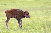 Wood bison calf standing in grass - Alaska USA ; Alaska Wildlife Conservation Center - AWCC