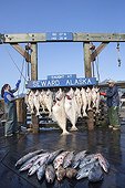 Fish weighing - Port of Seward Alaska Kenai Peninsula
