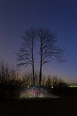 Double Tree with roots painted at night - Brittany France  ; The roots of a twin shaft were painted to symbolize the sap which is like the blood that runs through the veins of plants. In the sky, Venus shines to the right of the tree with Mars a little higher on the left. 