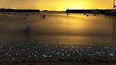 Bioluminescent plankton - Isle of Hœdic France