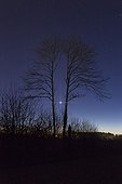 Mars and Venus in conjunction behind a twin shaft - France ; Tonight, the planets Venus (the brilliant star) and Mars (located just above) are already very close to one another. Within 3 days they will be closer. They appear here between two twin trees in the twilight sky.