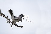 Pied Wagtail bring matriel to build the nest  - Finland