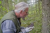 Ringing young Tengmalm's Owl in forest - Finland ; mesuring the wing 