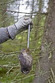 Ringing young Tengmalm's Owl in forest - Finland  ; weighing 