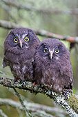 Young Tengmalm's Owls on a branch in forest - Finland  ; just after they left the nest