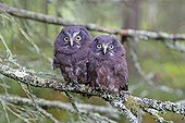 Young Tengmalm's Owls on a branch in forest - Finland  ; just after they left the nest