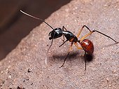 Giant Forest Ant in a small cave - Bako Borneo Malaysia