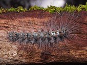 Moth caterpillar on wood - Gunung Mulu Borneo Malaysia