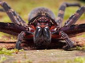 Portrait of Huntsman spider - Bako Borneo Malaysia