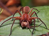 Huntsman spider on leaf - Tawau Hills Borneo Malaysia ; prey on another huntsman spider
