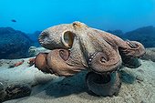 Common Octopus - Fuerteventura Canary Islands