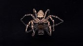 Aussie Bronze Jumper with reflection on black background ; shot on a black glass table showing full underside reflections,spider is facing directly into lens with big eyes.