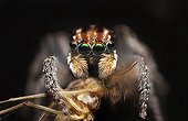 Peacock Jumping Spider feeding on a mosquito - Australia ; spider has captured its prey and has hold of it while looking directly into camera lens with 2x huge mirror like green eyes.