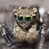 Portrait of male Jotus Jumping Spider  - Australia ; front on macro shot showing the spiders face-head and emphasing the huge mirror like eyes.
