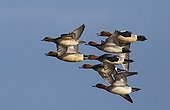 Flock of Wigeons in flight in winter - GB