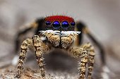 Portrait of male Peacock Spider - Australia ; Shot shows the bright red coloured scales on the top of the spiders head that appear after the spider has a final moult just before mating season. 2x large front facing eyes that show a purple colour.
