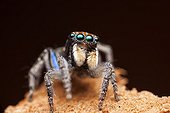 Male Peacock Jumping Spider - Australia ; Also known as a blue thighed peacock spider due to the blue irridescence on the front of the 3rd legs.