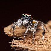 Male Peacock Spider on black background - Australia  ; after his final moult -