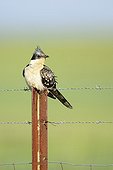 Great Spotted Cuckoo on a stake - Spain 